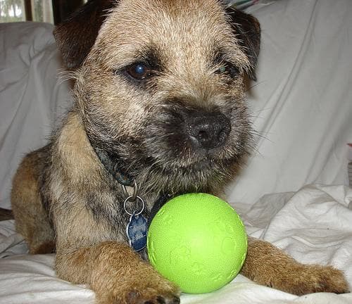 Border Terrier