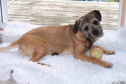Border Terrier