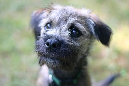 Border Terrier