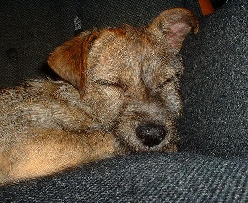 Border Terrier