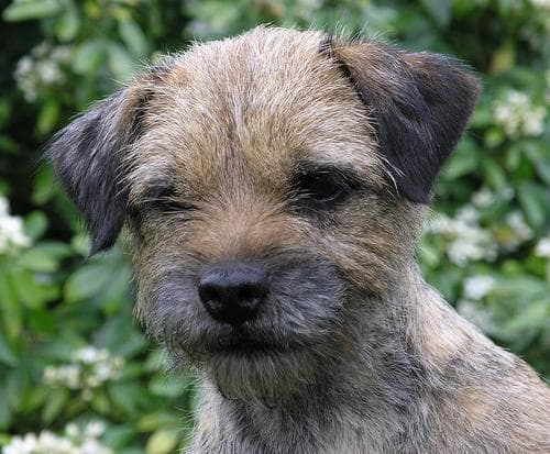 Border Terrier