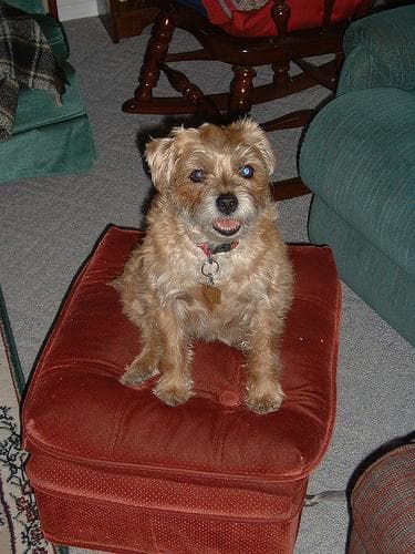 Border Terrier