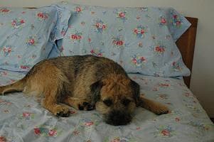 Border Terrier