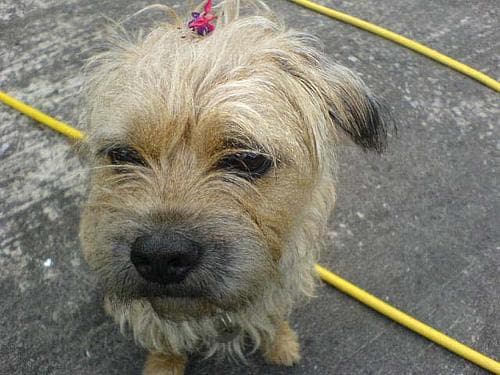 Border Terrier