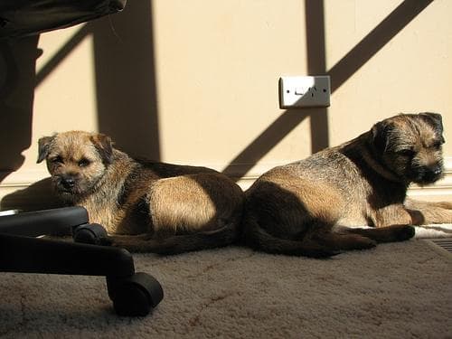 Border Terrier