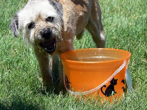 Border Terrier