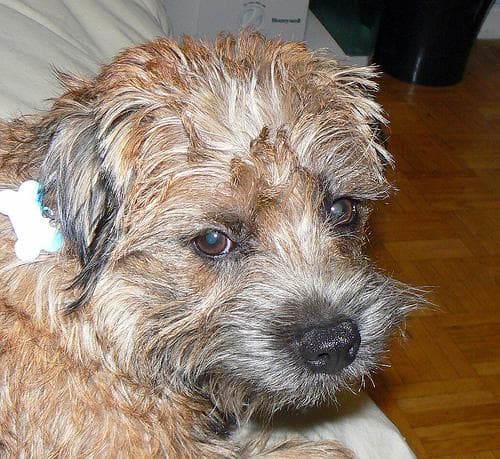 Border Terrier