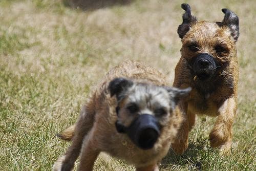 Border Terrier