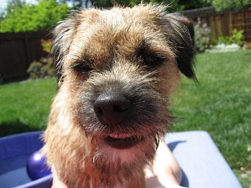 Border Terrier