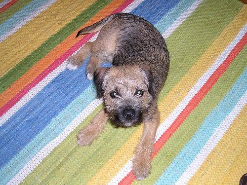 Border Terrier