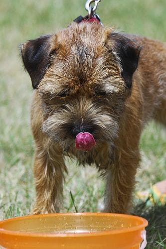 Border Terrier