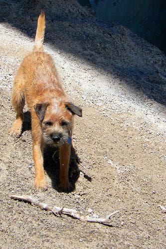 Border Terrier