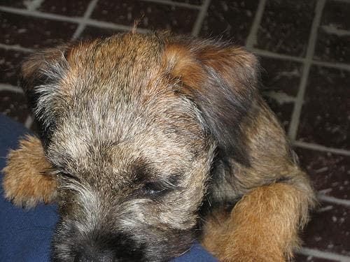 Border Terrier