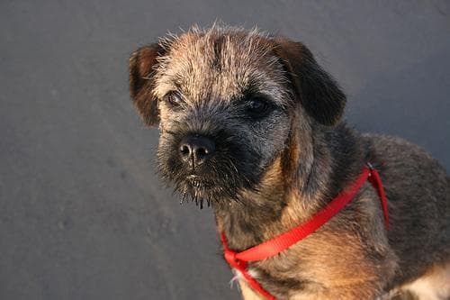 Border Terrier
