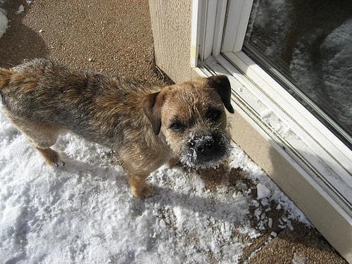 Border Terrier