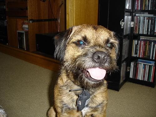 Border Terrier
