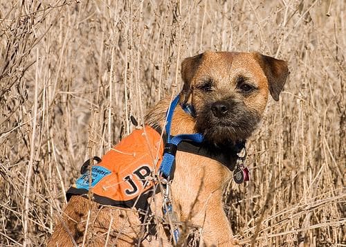 terrier