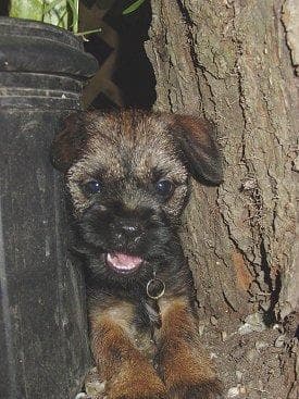 Border Terrier