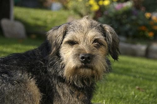 Border Terrier