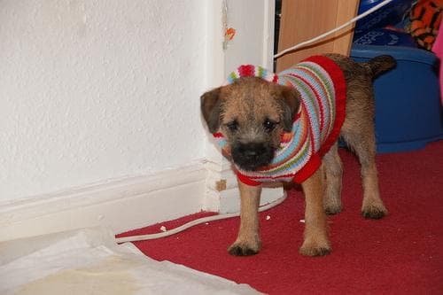 Border Terrier