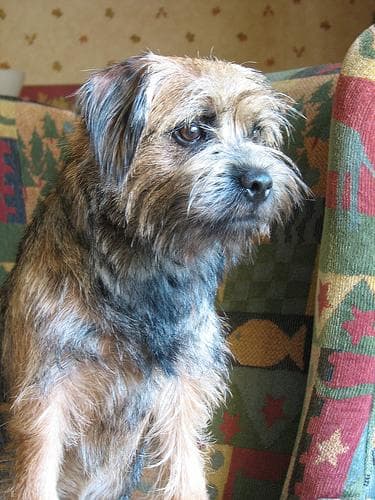 Border Terrier