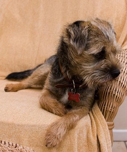Border Terrier