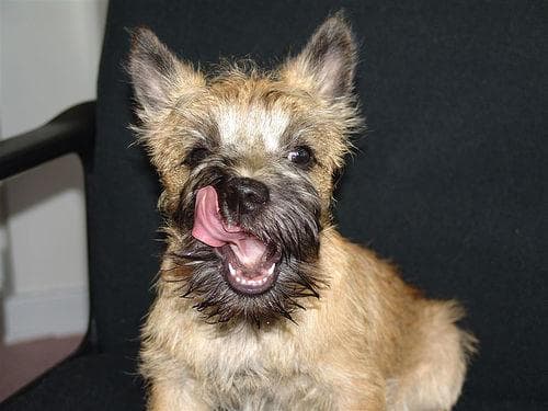 Cairn Terrier