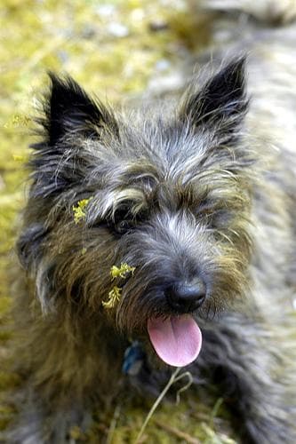 terrier