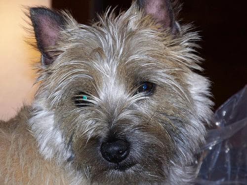 Cairn Terrier