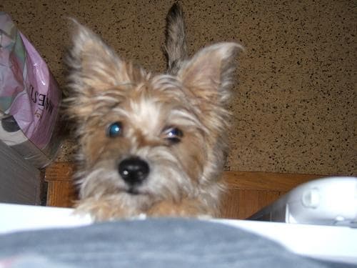 Cairn Terrier