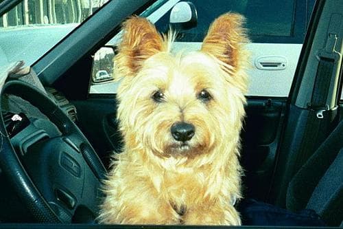 Cairn Terrier