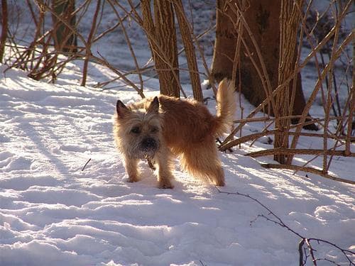 Cairn Terrier
