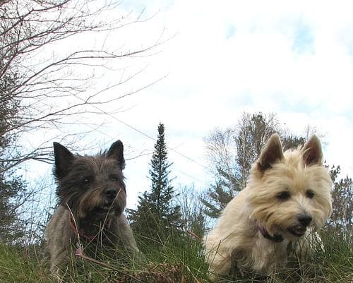 Cairn Terrier