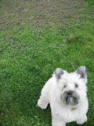 Cairn Terrier