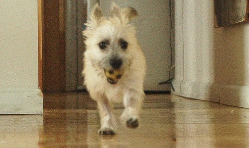 Cairn Terrier