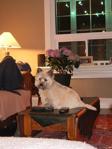 Cairn Terrier