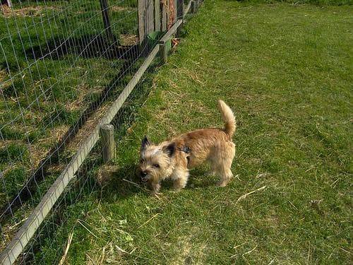 Cairn Terrier