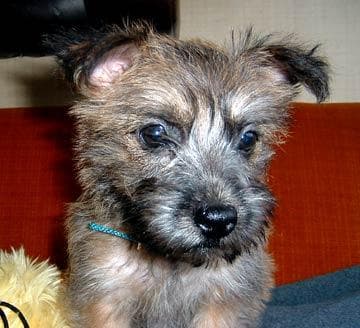 terrier