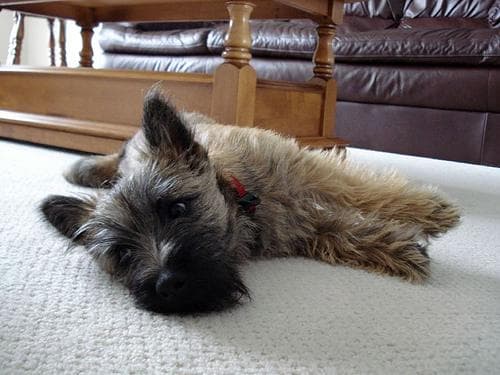Cairn Terrier