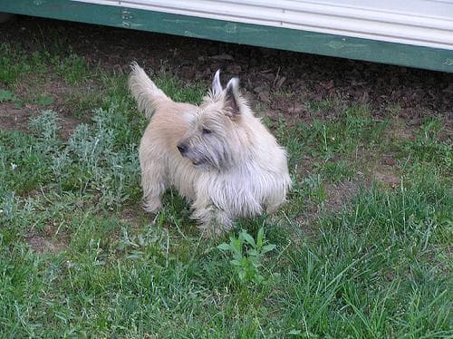 Cairn Terrier