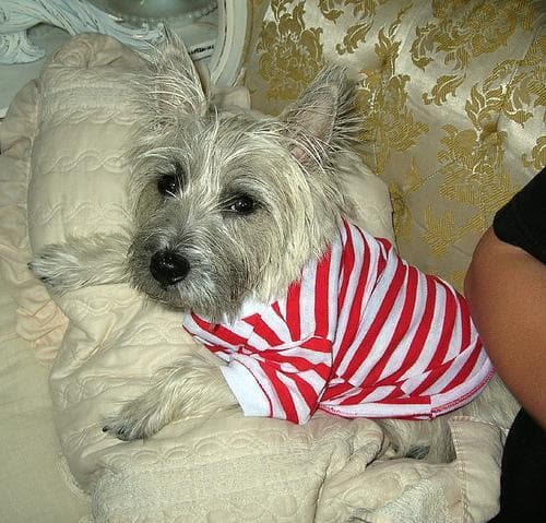 Cairn Terrier