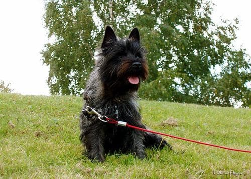 Cairn Terrier