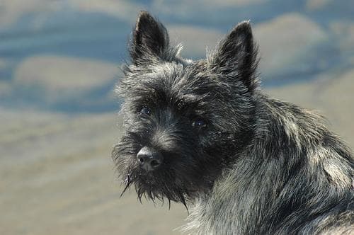 Cairn Terrier