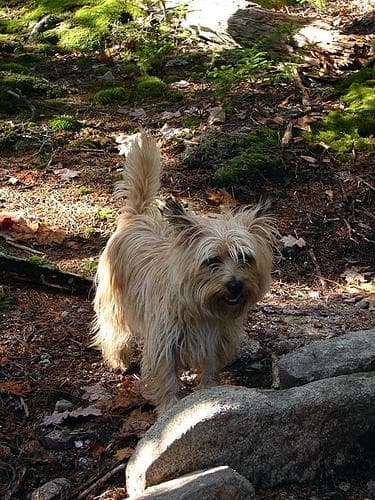 Cairn Terrier