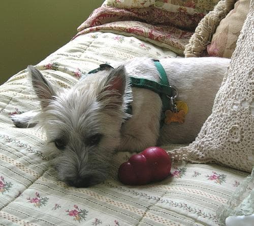 Cairn Terrier