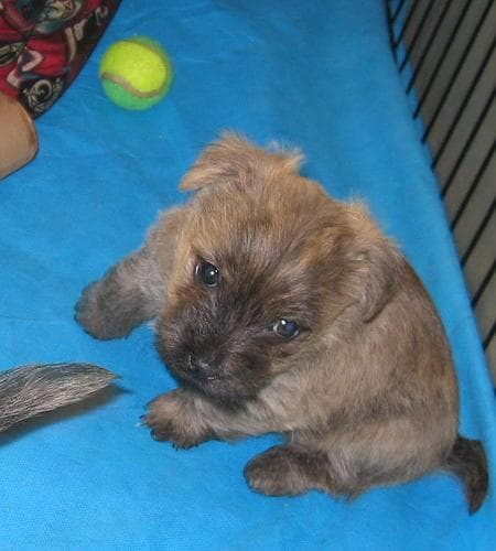 Cairn Terrier