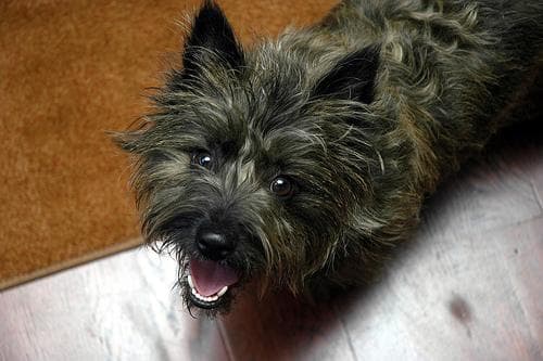 Cairn Terrier
