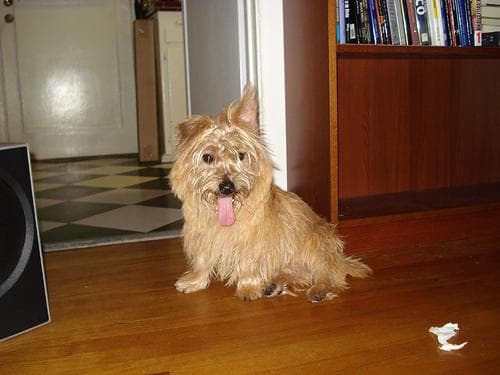 Cairn Terrier