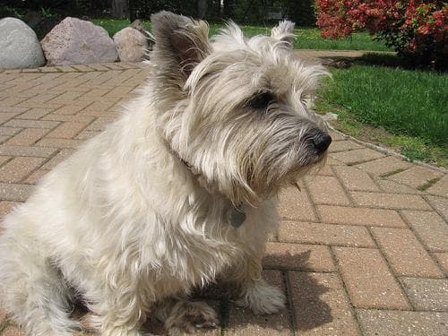 Cairn Terrier