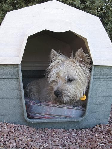 Cairn Terrier